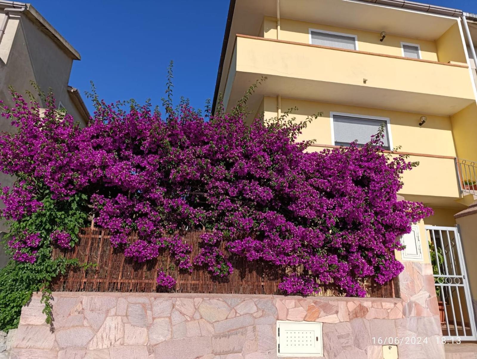 Bouganville Olmedo Buitenkant foto